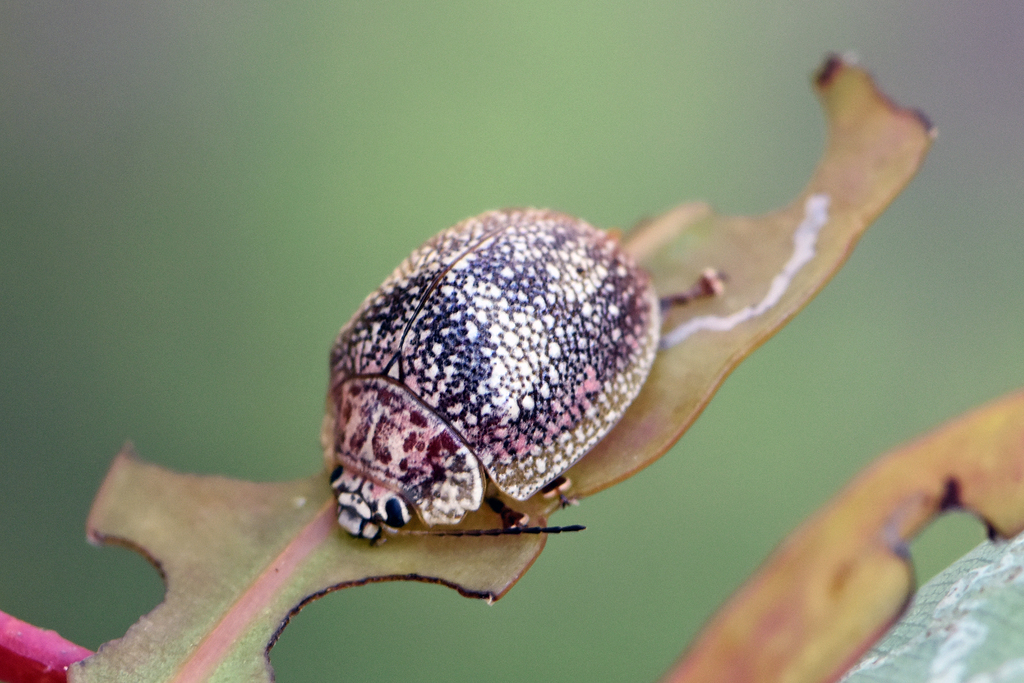 Paropsis blandina