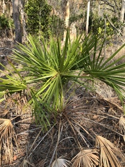 Livistona decora