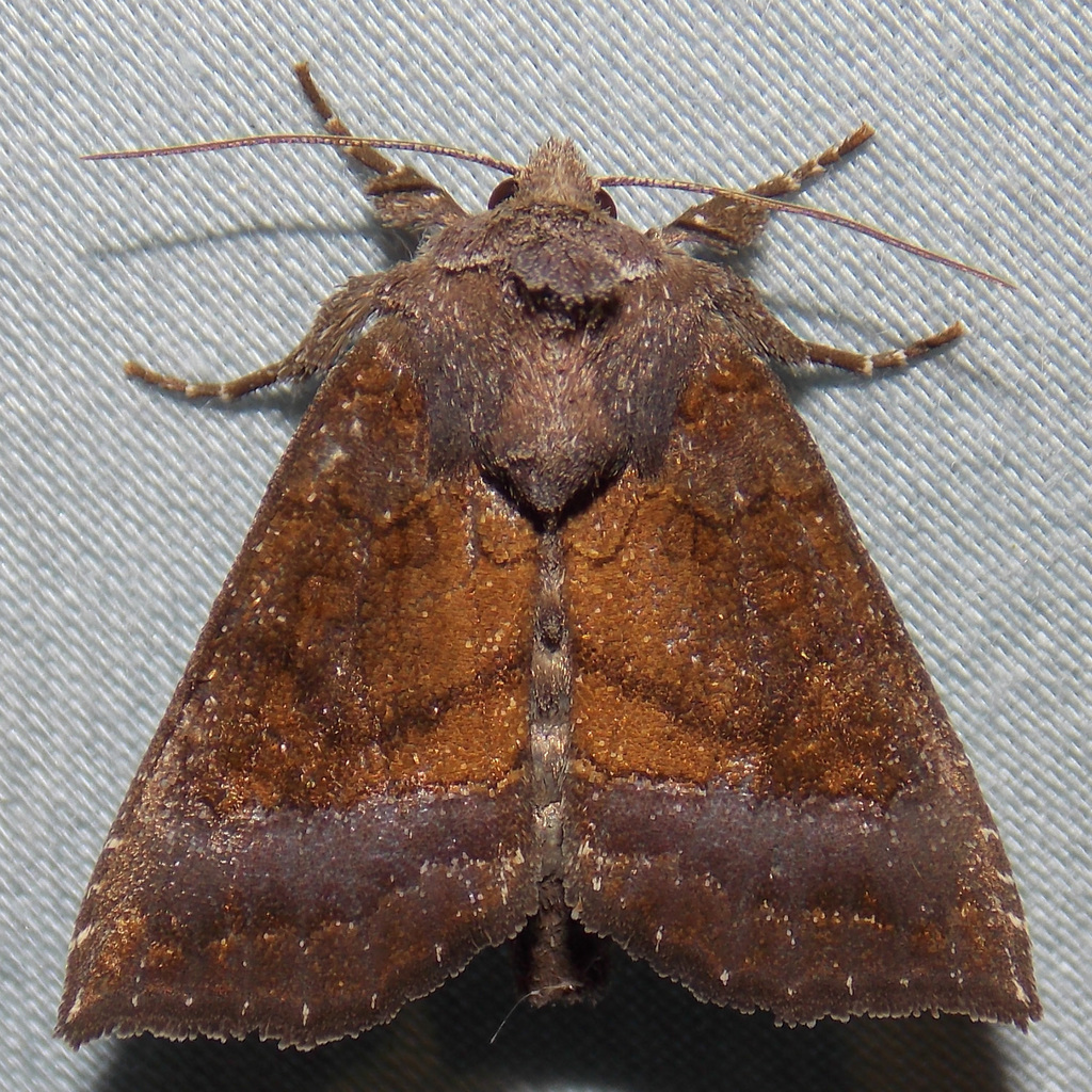 Aster Borer