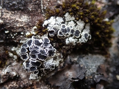 Lecanora lugubris