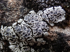 Lecanora lugubris