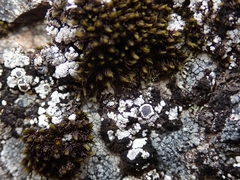 Lecanora lugubris