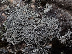 Lecanora lugubris