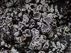Lecanora lugubris