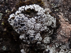 Lecanora lugubris