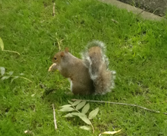 Sciurus carolinensis