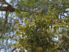 Notothixos subaureus