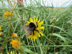 Bombus terricola image