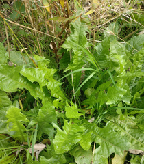 Taraxacum officinale
