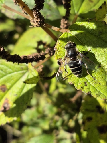 Unknown species found near Mardela Springs, MD 21837, USA