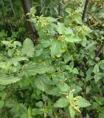 Urtica dioica