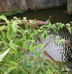 Buddleja davidii