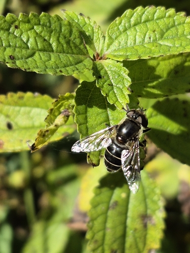 Unknown species found near Mardela Springs, MD 21837, USA