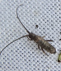 Pogonognathellus longicornis