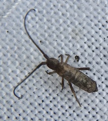Pogonognathellus longicornis
