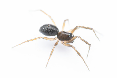 Meioneta mollis