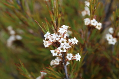 Dracophyllum oliveri