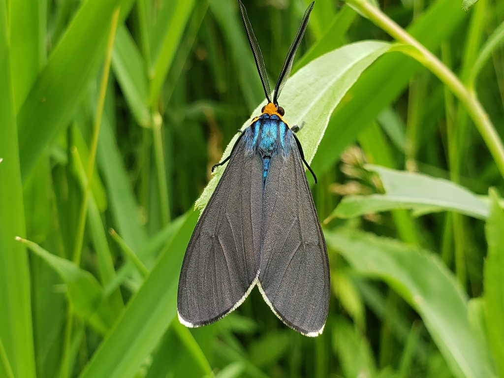 Wisconsin Invasive Moth Virginia Ctenucha Moth from Sheboygan, WI, USA on June 28, 2025 at 04: ...