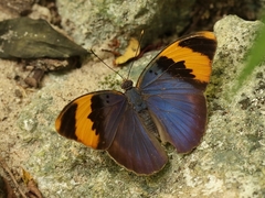 Euphaedra neophron