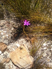 Thereianthus longicollis