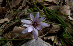 Pseudopodospermum phaeopappum