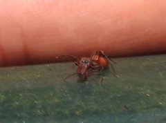 Myrmarachne formosana