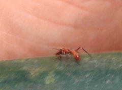 Myrmarachne formosana