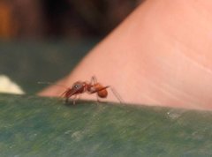 Myrmarachne formosana