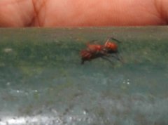 Myrmarachne formosana