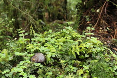 Powelliphanta annectens