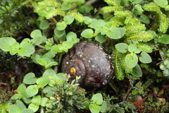 Powelliphanta annectens