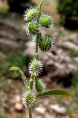 Clypeola lappacea