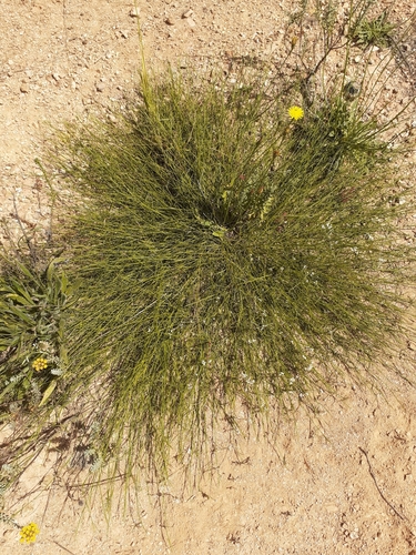 Image of Psoralea cataracta by (c) Brian du Preez, some rights reserved (CC BY-SA)