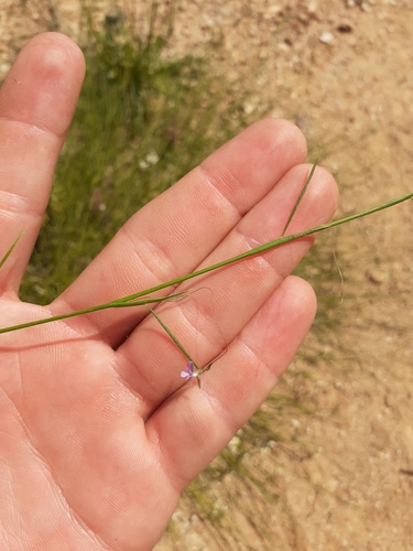 Image of Psoralea cataracta by (c) Brian du Preez, some rights reserved (CC BY-SA)