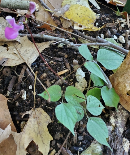 Lablab purpureus