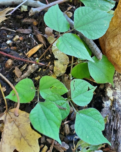 Lablab purpureus