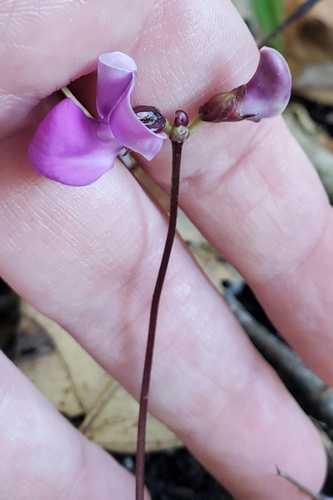Lablab purpureus