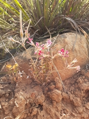 Pelargonium trifoliolatum