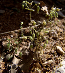 Cerastium fragillimum