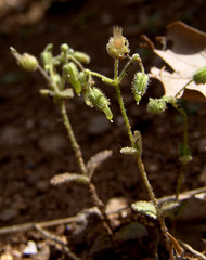 Cerastium fragillimum
