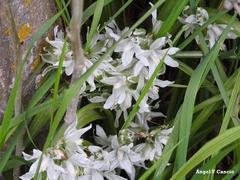 Ornithogalum nutans