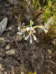 Pelargonium trifoliolatum