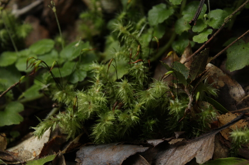 Ptychomnion cygnisetum, 2025-10-19