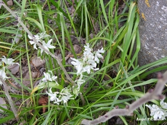 Ornithogalum nutans