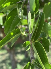 Plectroniella armata