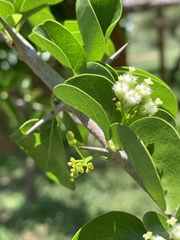 Plectroniella armata