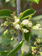 Plectroniella armata