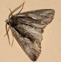 Calliergis ramosa