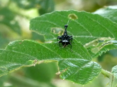 Trachelophorus madegassus