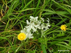 Ornithogalum nutans